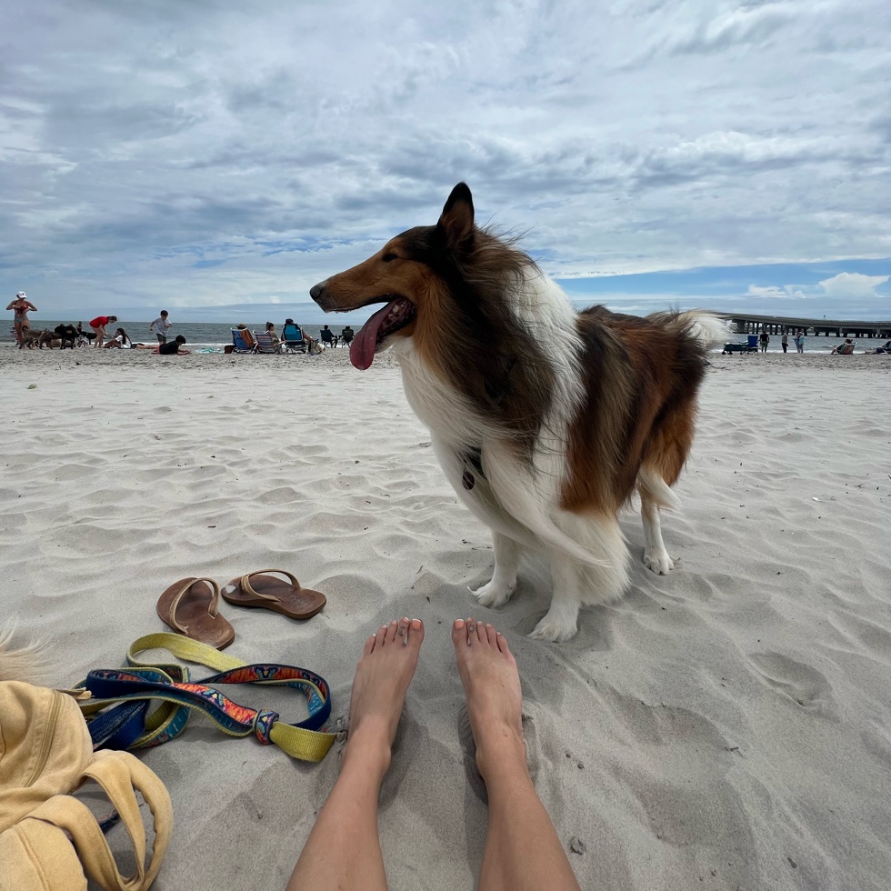 Longport Dog Beach DogPack