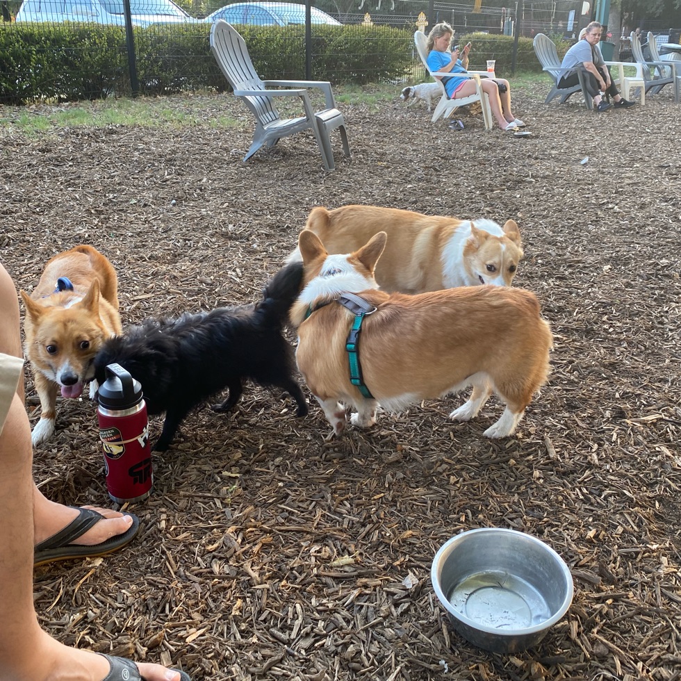 Best Dog Parks in Dallas, Texas