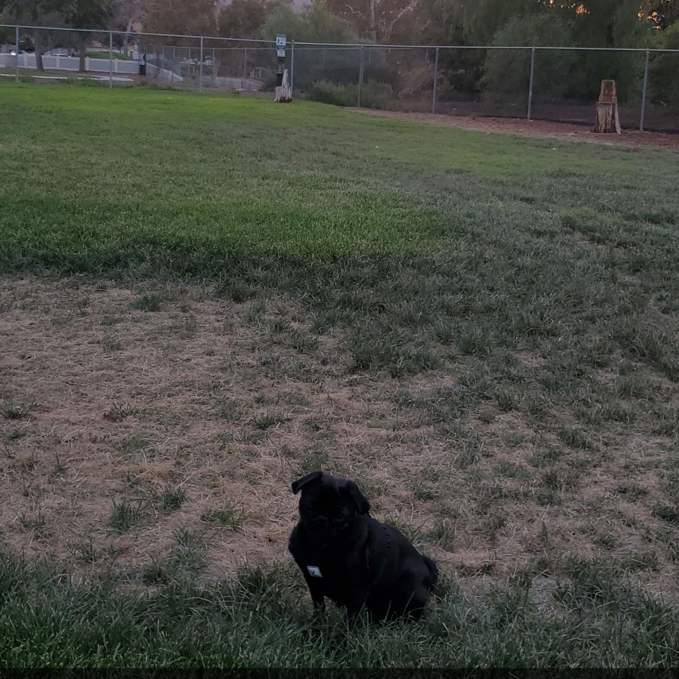 Best Dog Parks in Woodcrest, CA