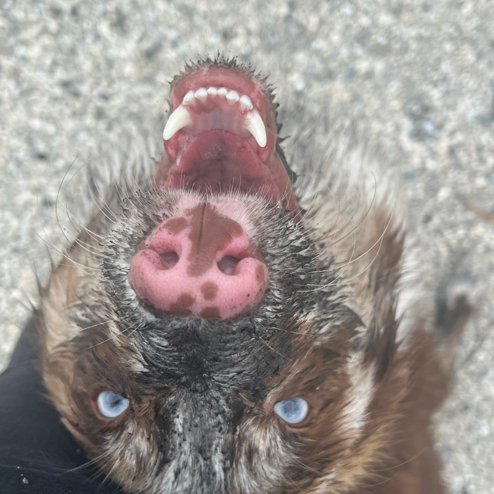 Safety Harbor Dog Park DogPack