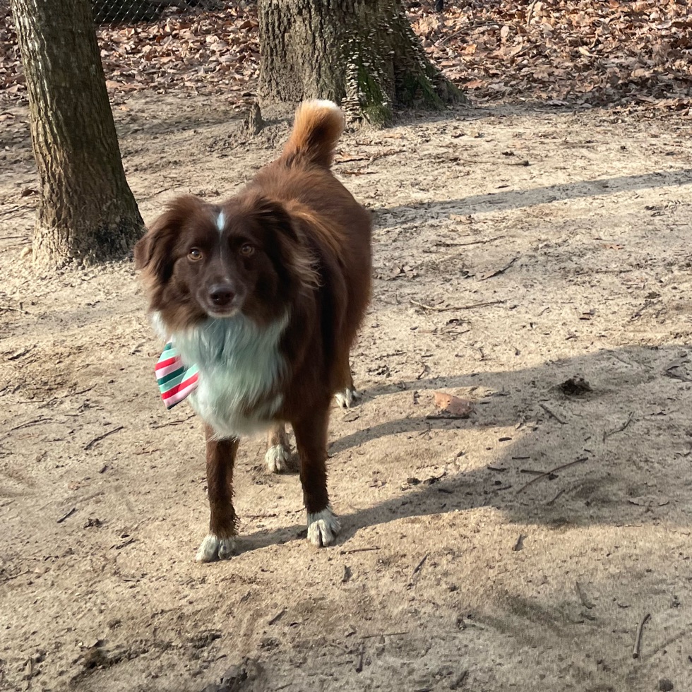 Timber Creek Dog Park DogPack