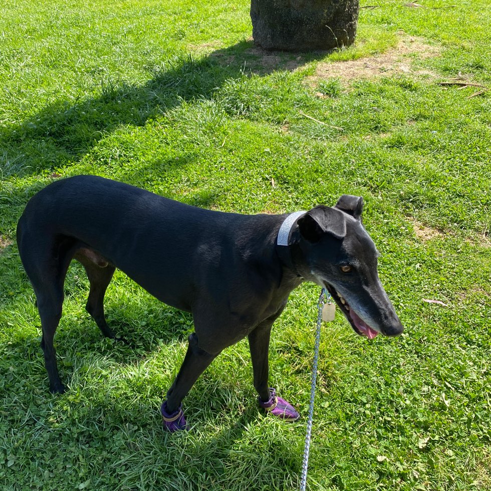 Princes Park Dog Off Leash Area DogPack