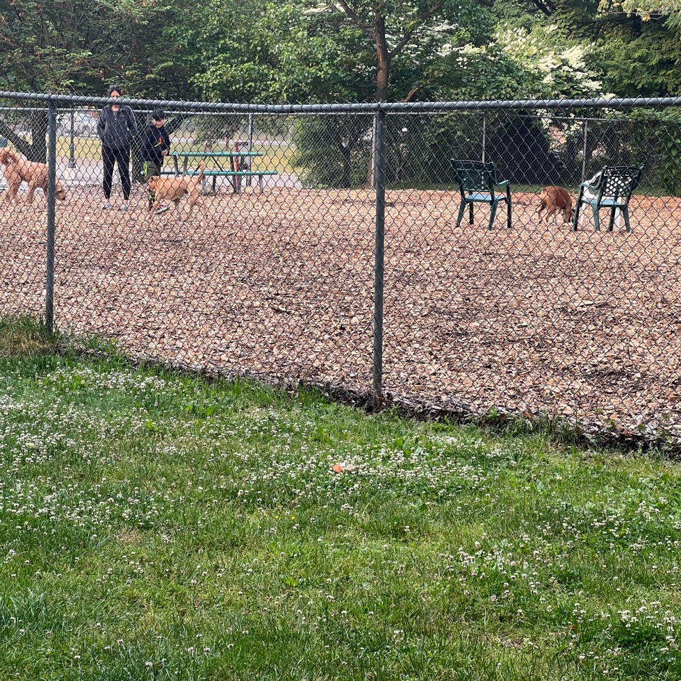 Best Dog Parks in New Hyde Park, New York