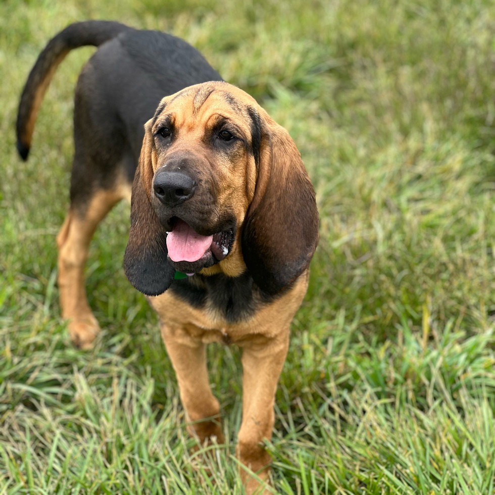 McVay Rock State Recreation Site Dog Park DogPack
