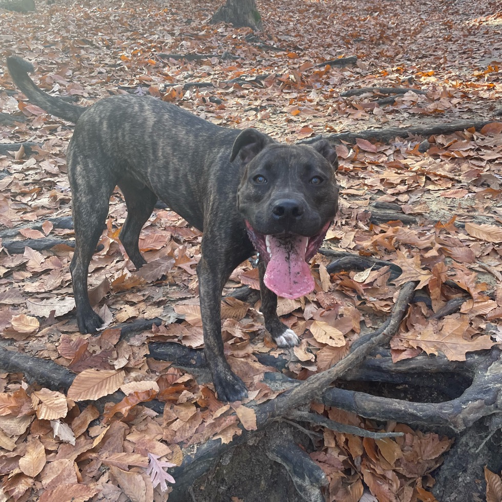 Timber Creek Dog Park DogPack