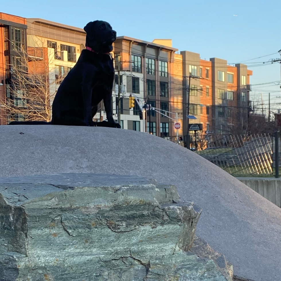 Southwest Dog Park DogPack