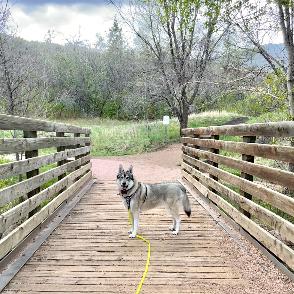Bear Creek Dog Park DogPack