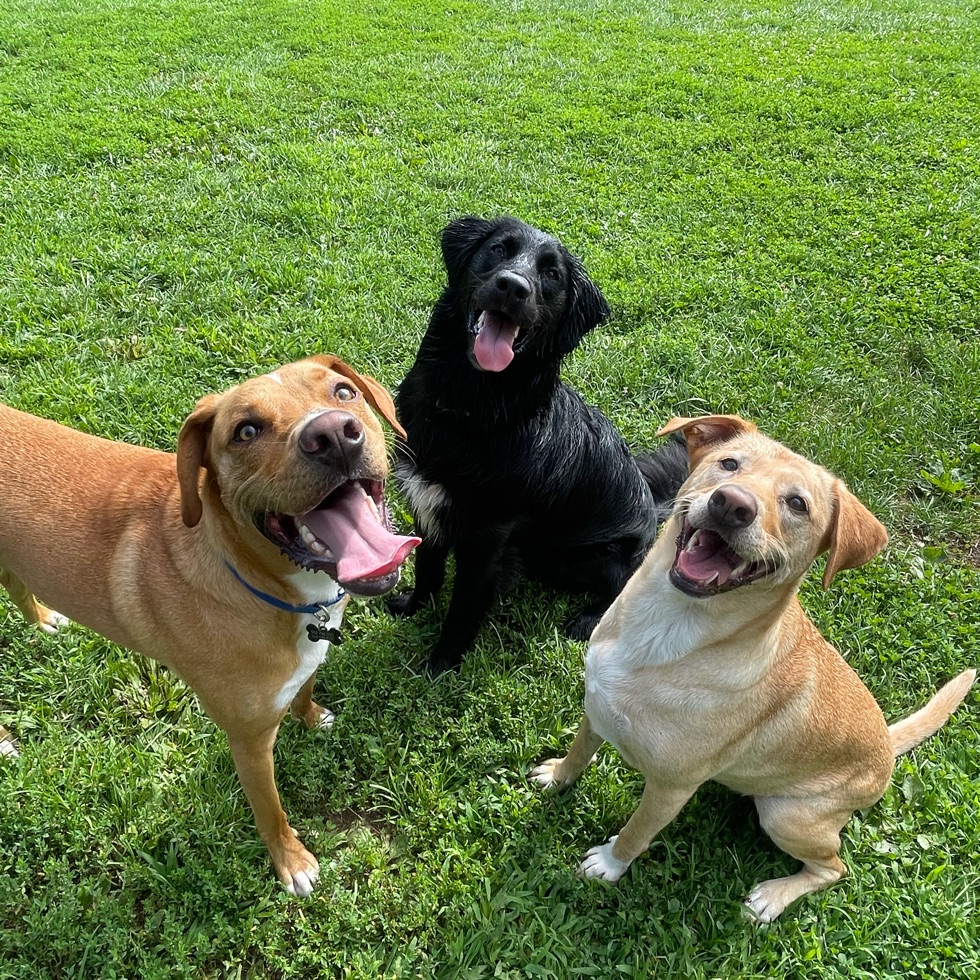 Masterson Station Dog Park DogPack