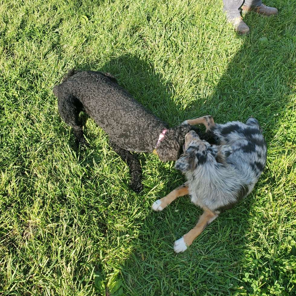 Johnstown Dog Park DogPack