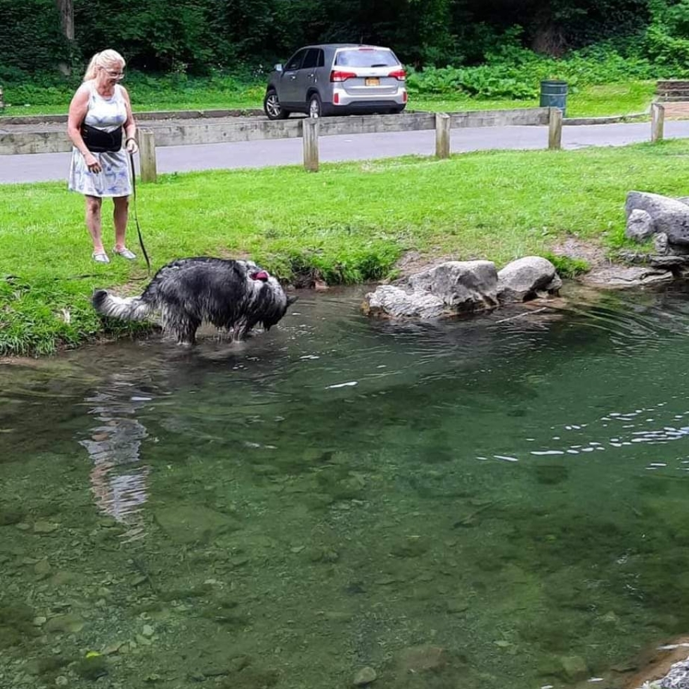 Best Dog Parks in Camillus village, New York