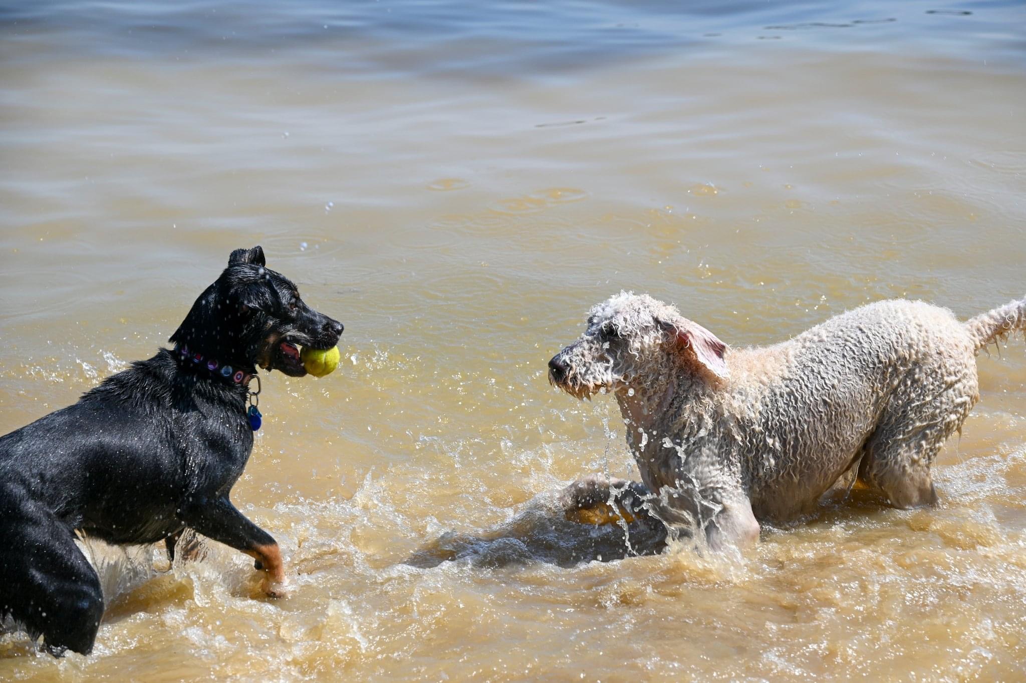 Friends of Alum Creek Dog Park DogPack