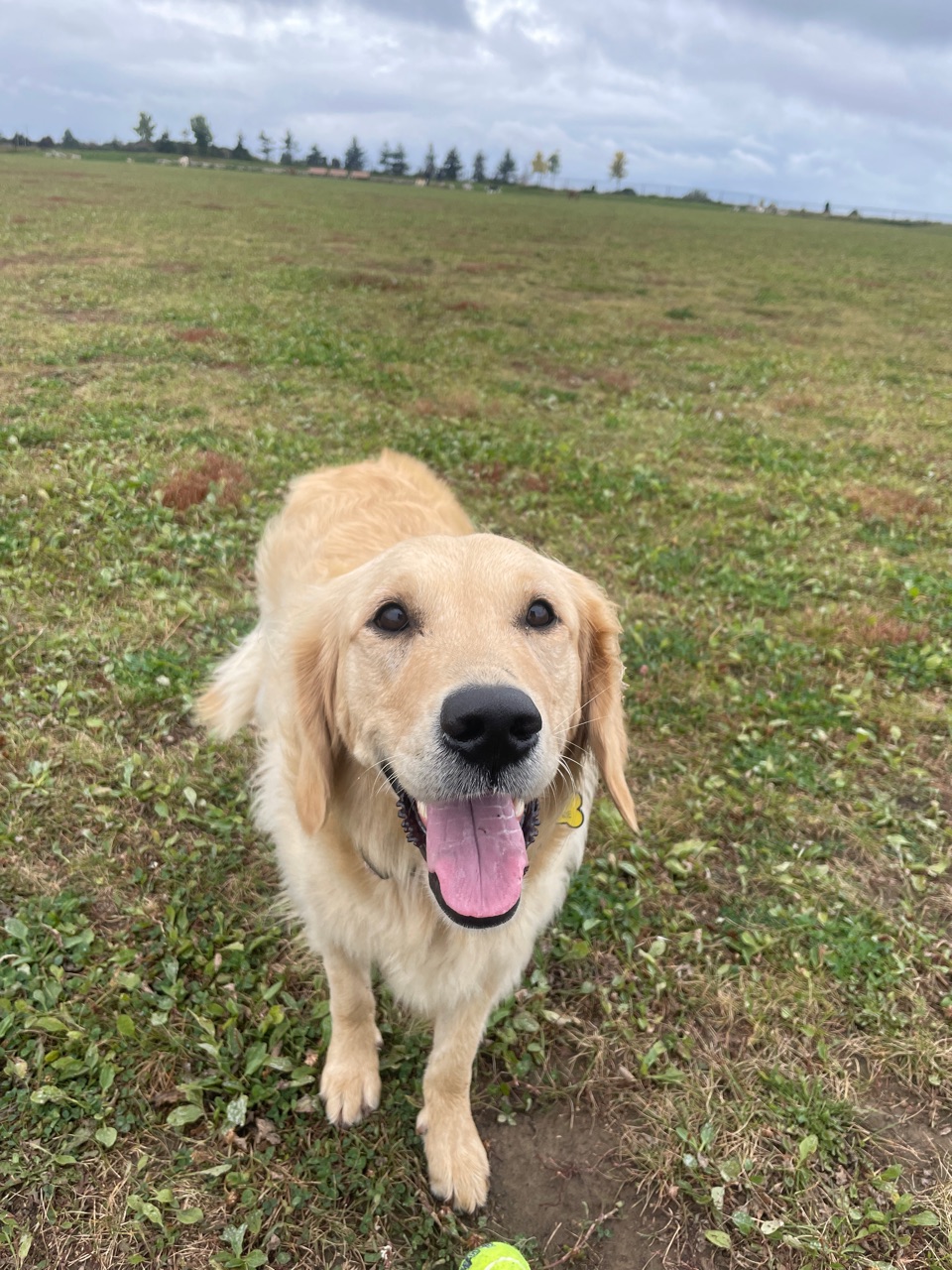 Heritage Green Community Dog Park DogPack
