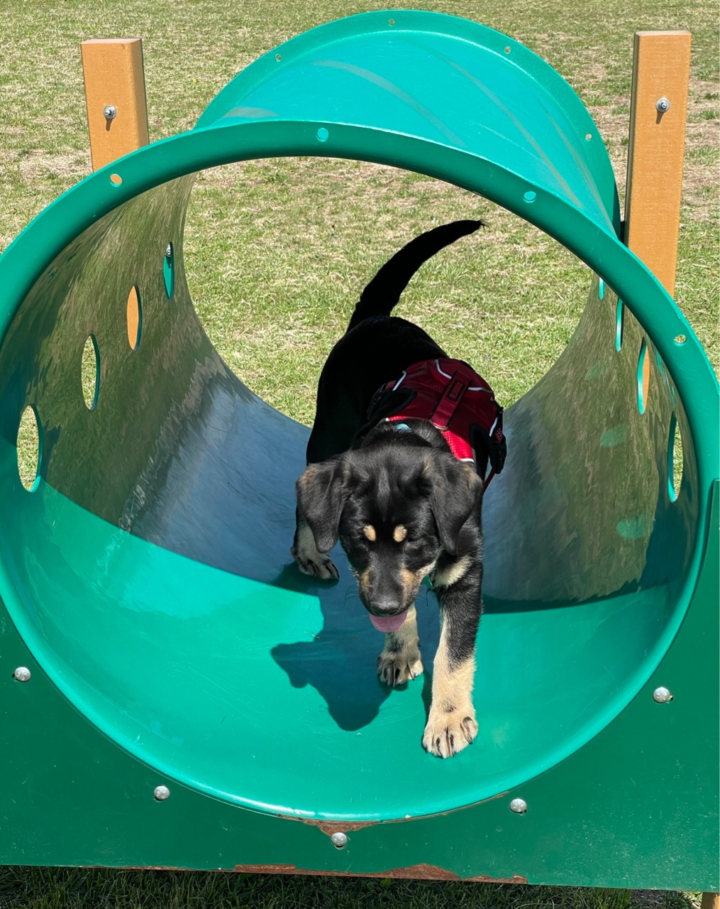 Bridgeton Dog Park DogPack