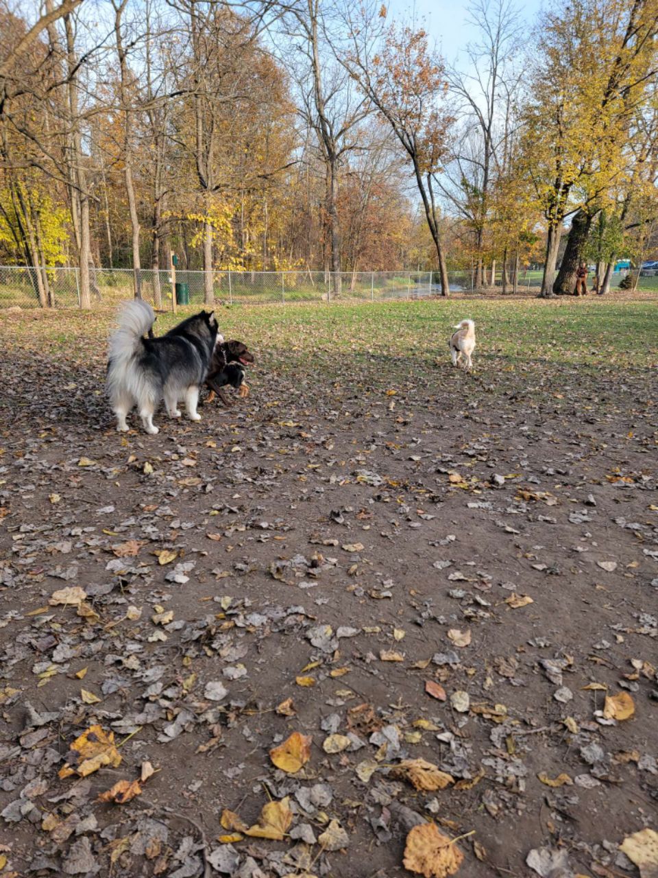 Shortsville Budd Park DogPack