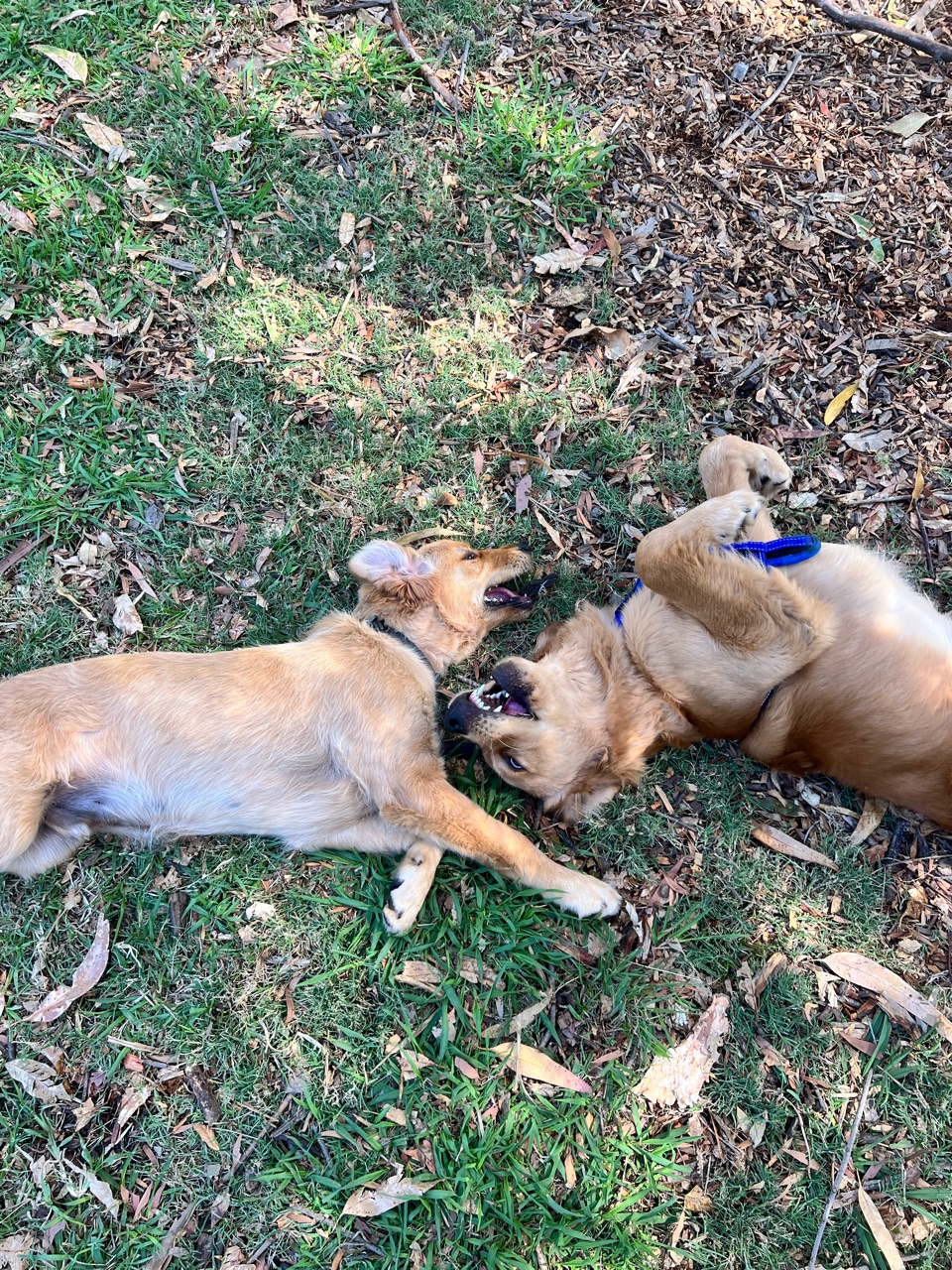 Dog Friendly Parks in Woolgoolga, NSW