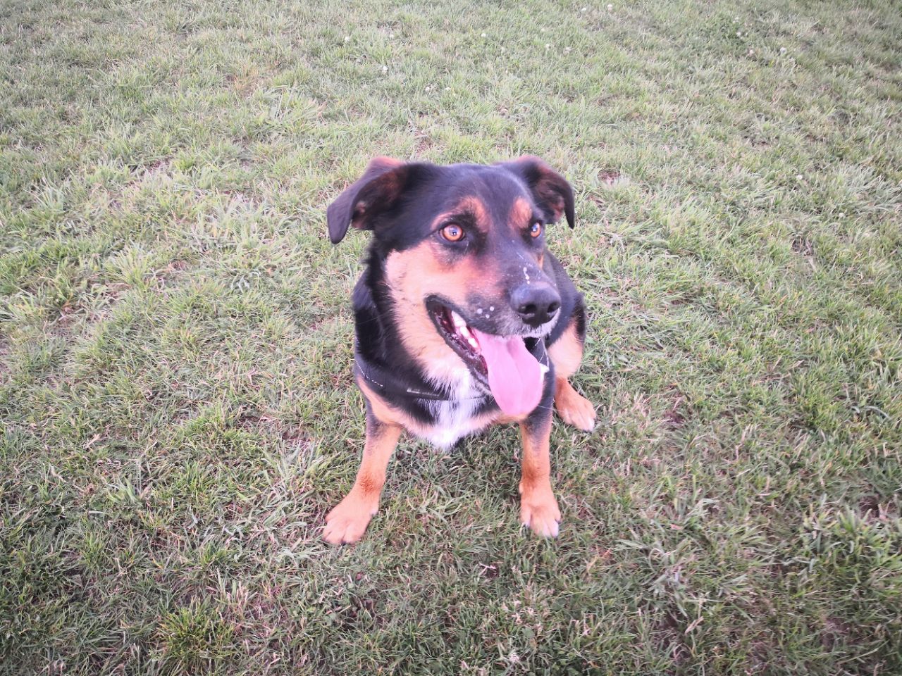 Rolleston Dog Park DogPack