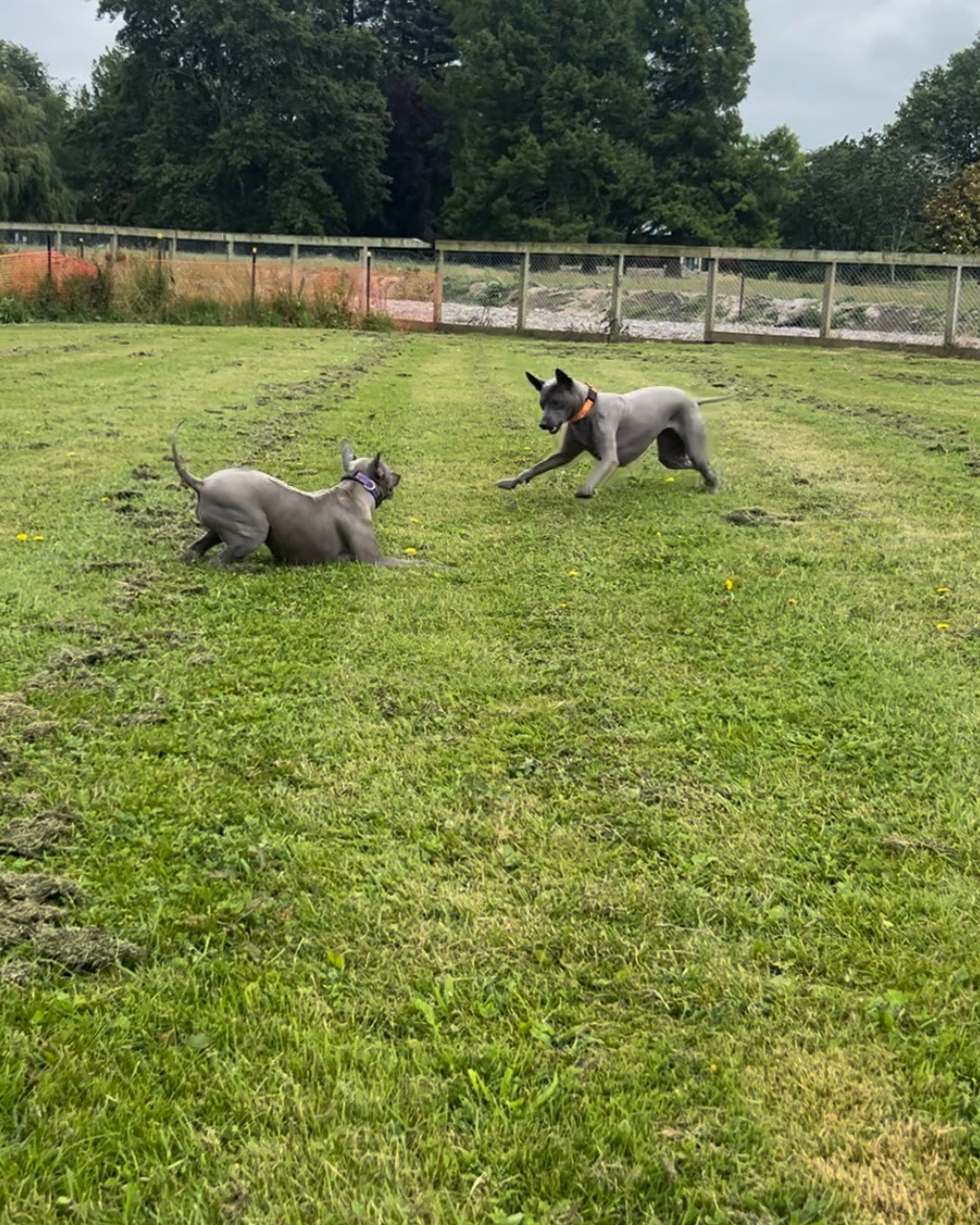 Matamata Dog Park DogPack