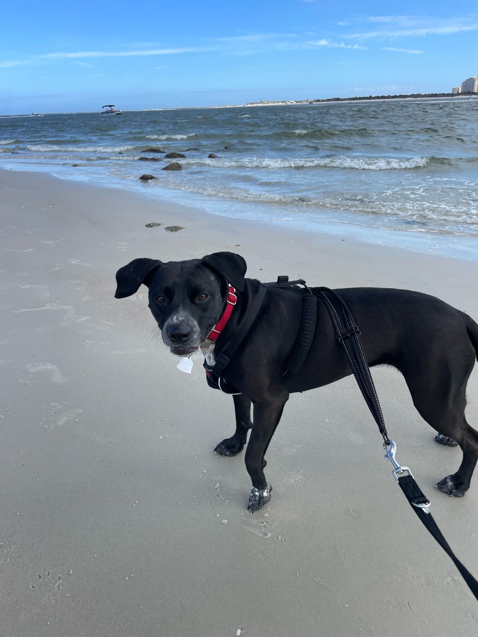 Ponce Inlet Dog Beach DogPack