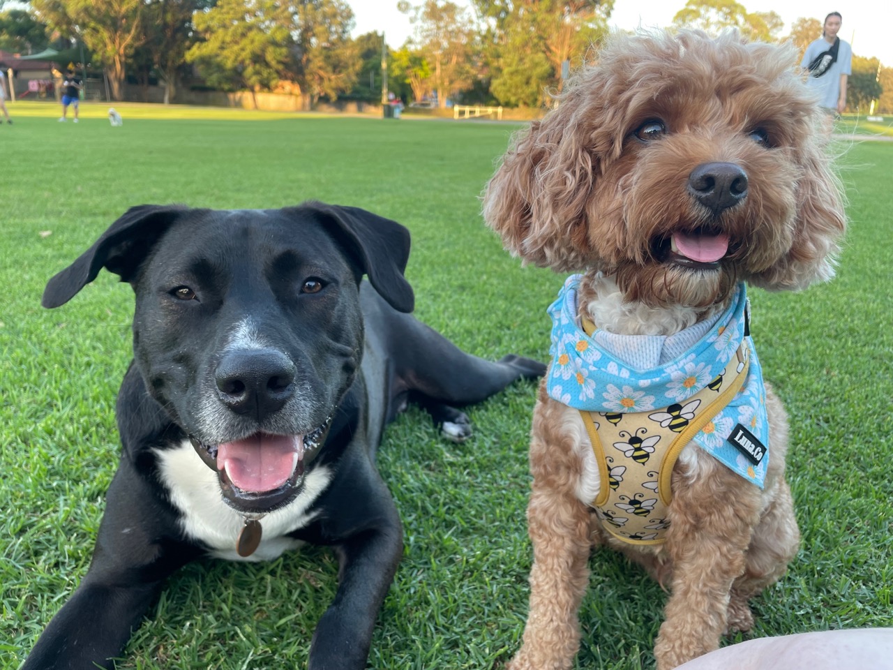 Malik Gated Dog Park DogPack