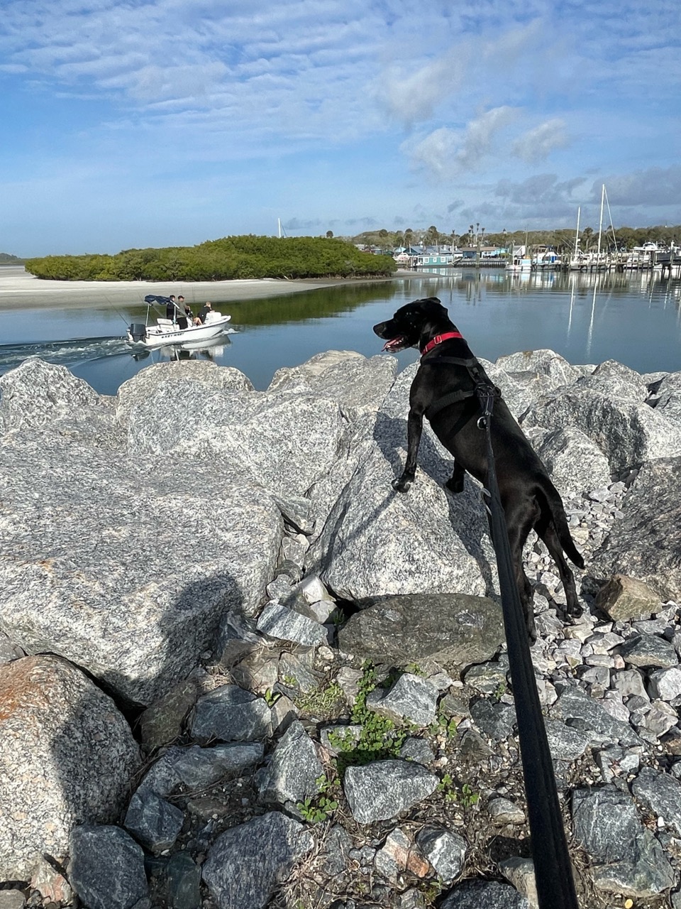 Ponce Inlet Dog Beach DogPack