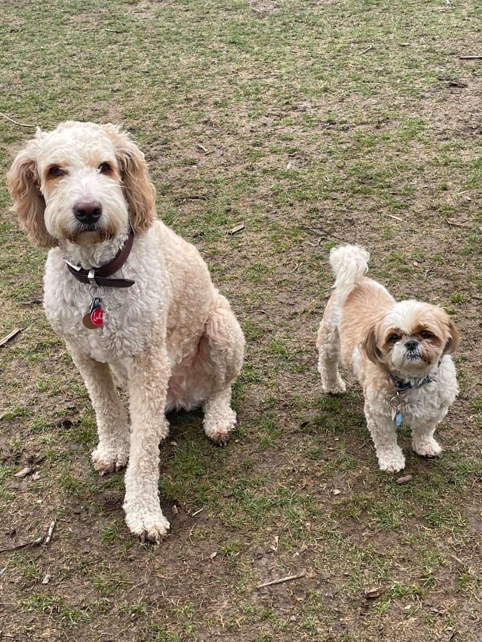 Totoredaca LeashFree Dog Park DogPack