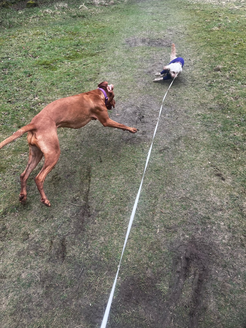 Douglas Dog Park DogPack
