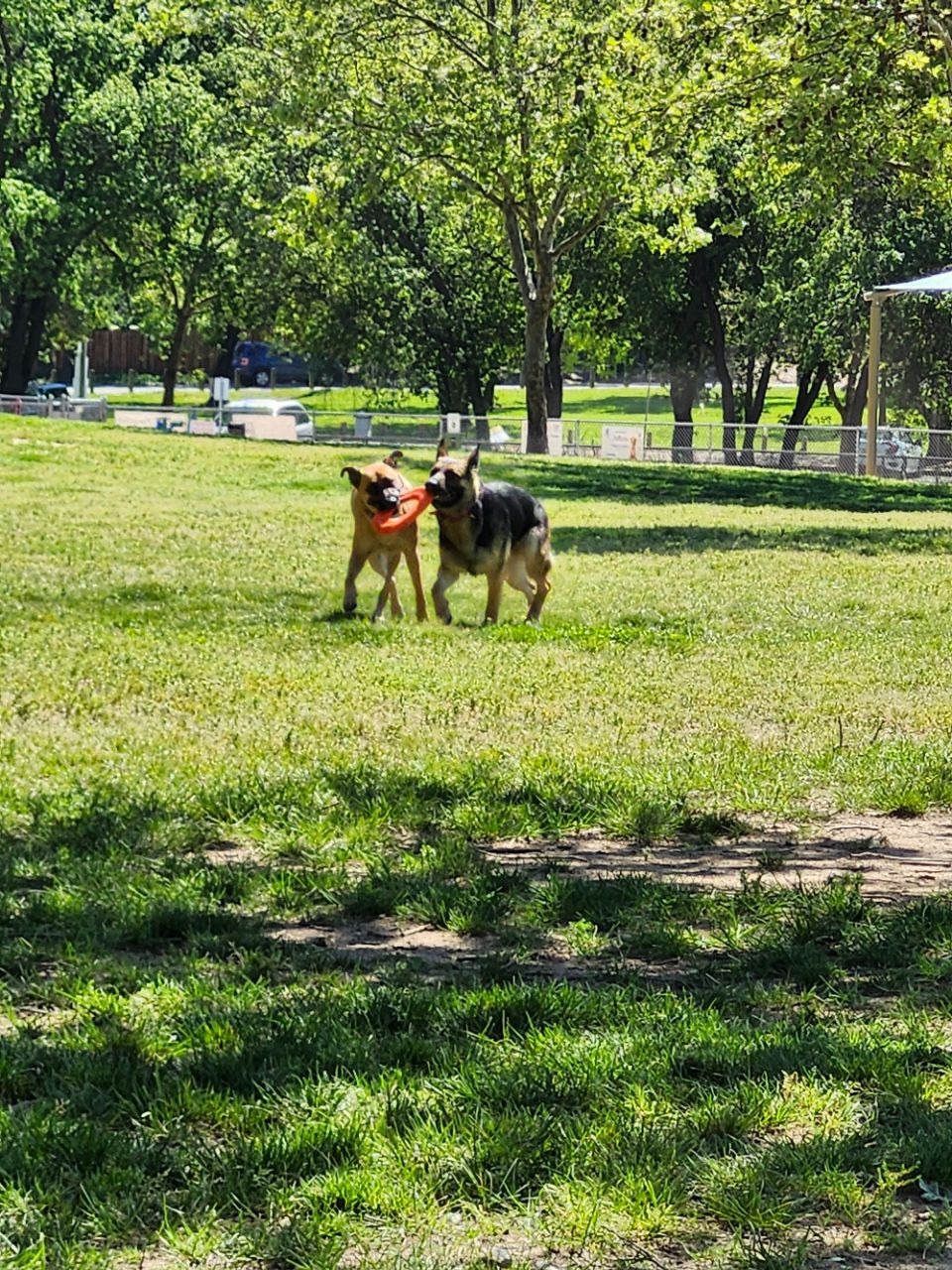 Streng Ave. Greenbelt DogPack