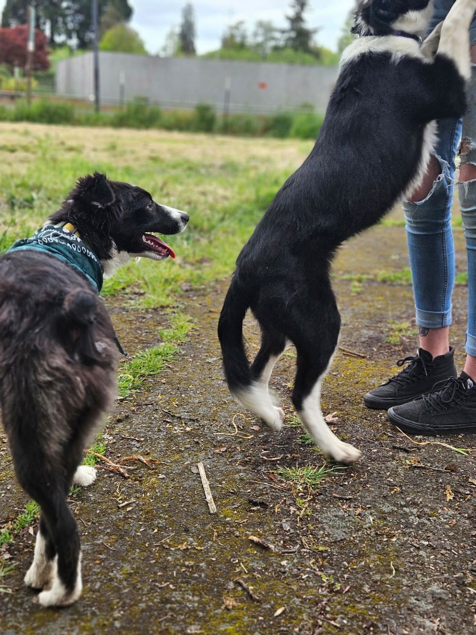 Image of Jefferson City Dog Park park in Eugene, Oregon, United States Image of Jefferson City Dog Park park in eugene, oregon, united-states