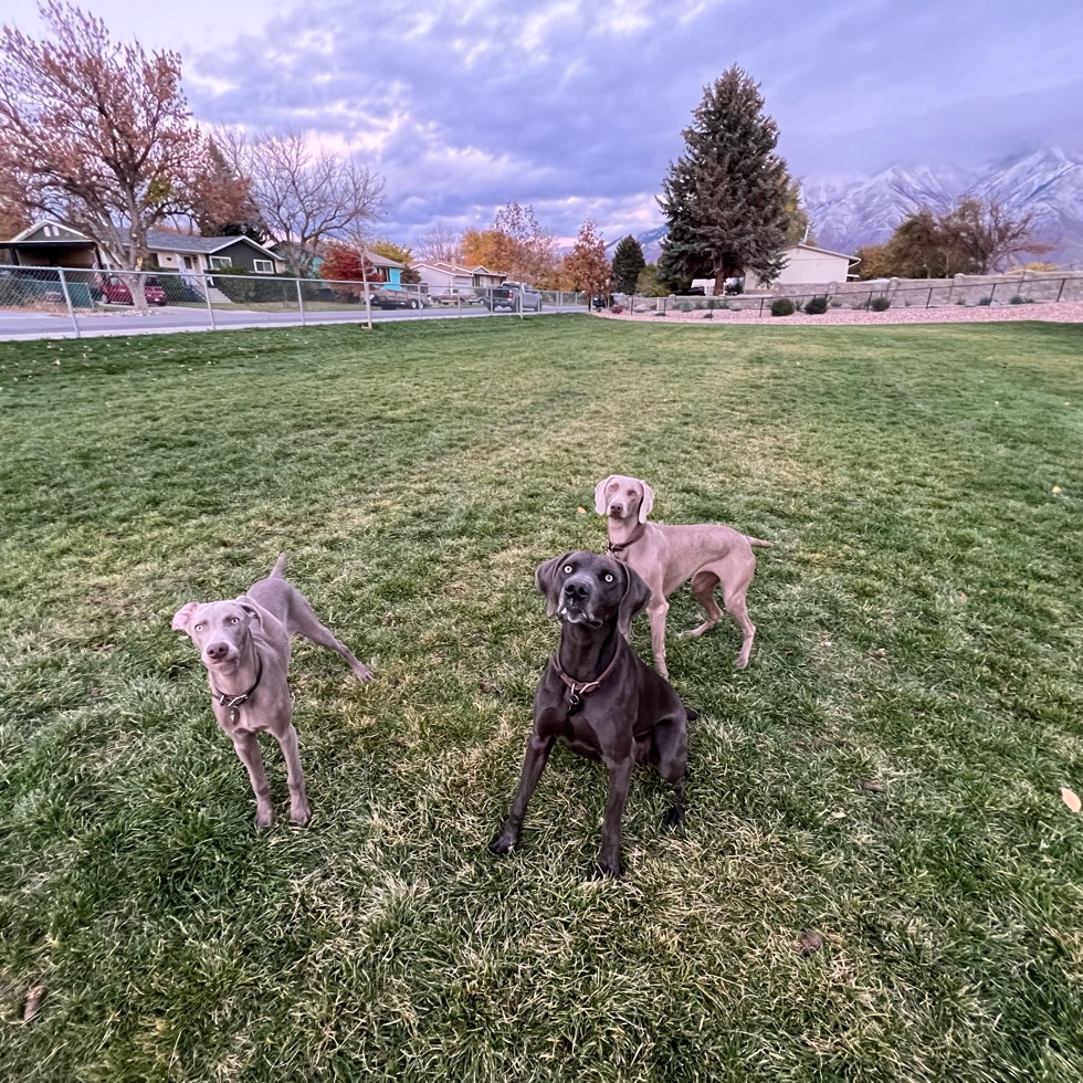 Spanish Fork Dog Park (2) DogPack