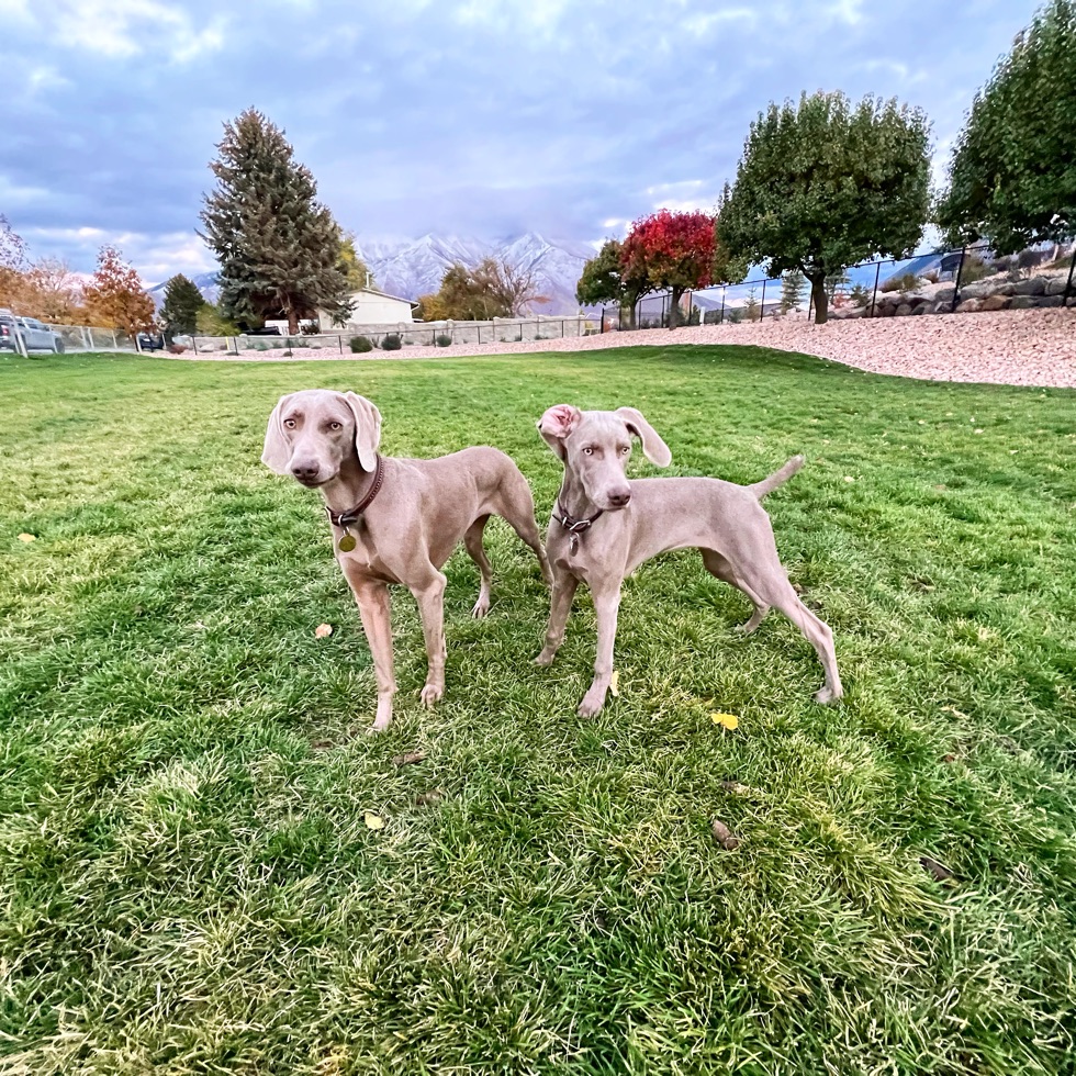 Spanish Fork Dog Park (2) DogPack