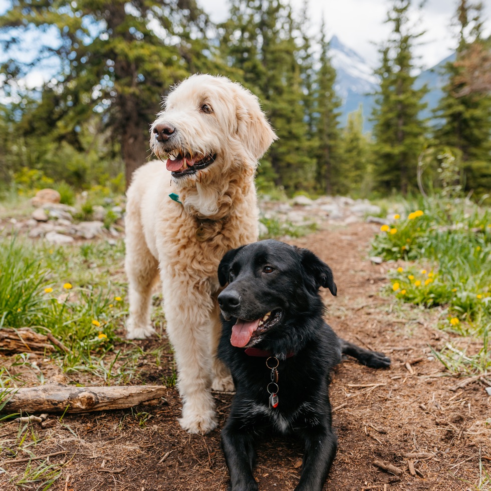 Image of Off Leash Dog Area (Bow Valley Trail) park in Canmore, Alberta, Canada Image of Off Leash Dog Area (Bow Valley Trail) park in canmore, alberta, canada