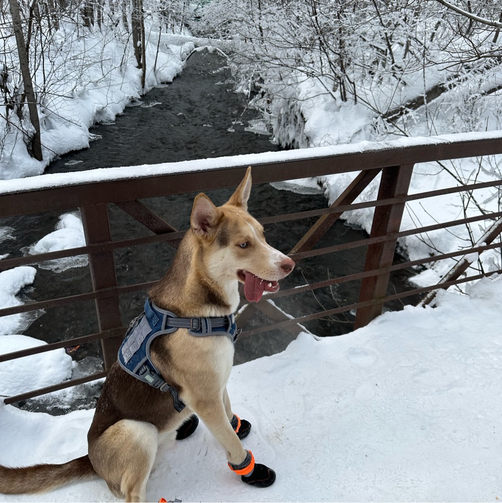 Image of University Lake Dog Park park in Anchorage, Alaska, United States Image of University Lake Dog Park park in Anchorage, Alaska, United States