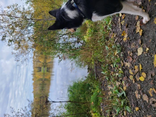 Image of University Lake Dog Park park in Anchorage, Alaska, United States Image of University Lake Dog Park park in Anchorage, Alaska, United States