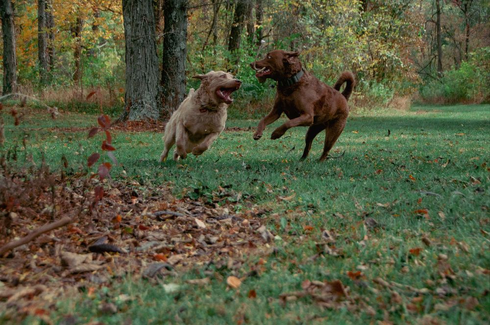 Image of Paul Ruster Dog Park park in Indianapolis, Indiana, United States Image of Paul Ruster Dog Park park in indianapolis, indiana, united-states