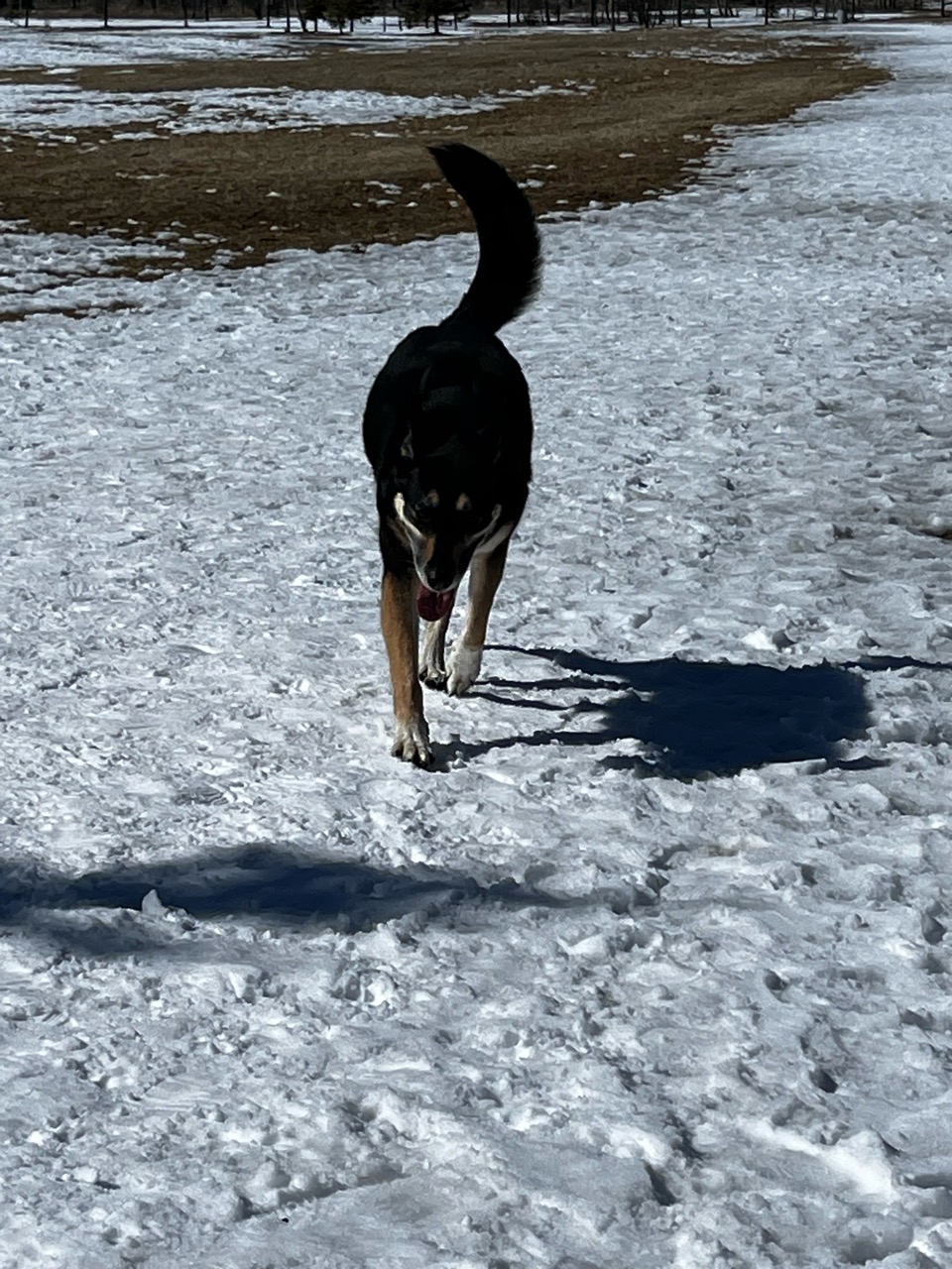 Image of Upper Centennial Off Leash Dog Park park in Innisfail, Alberta, Canada Image of Upper Centennial Off Leash Dog Park park in innisfail, alberta, canada