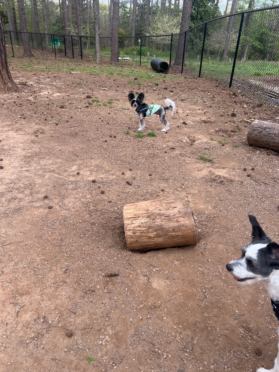 Greenwood Dog Park On
