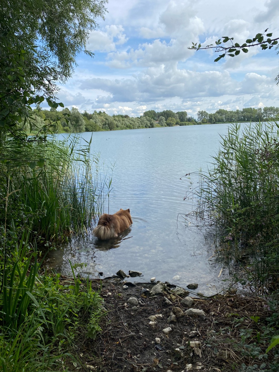 Image of Lac d'Armbouts-Cappel park in Armbouts-Cappel, Hauts-de-France, France Image of Lac d'Armbouts-Cappel park in armbouts-cappel, hauts-de-france, france