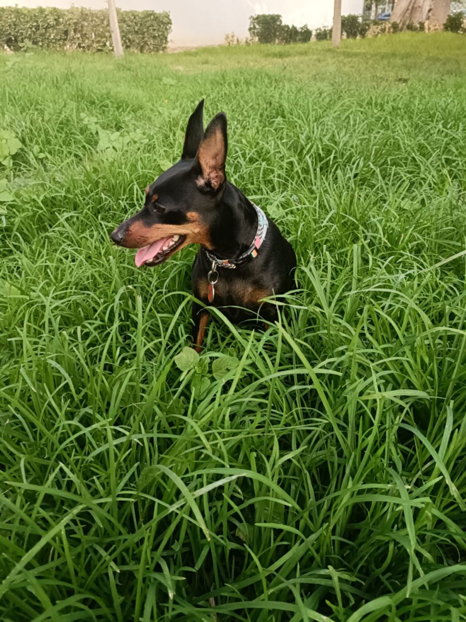 Pipican Maestro Solano Dog Park in Seville | Reviews and Ameni...