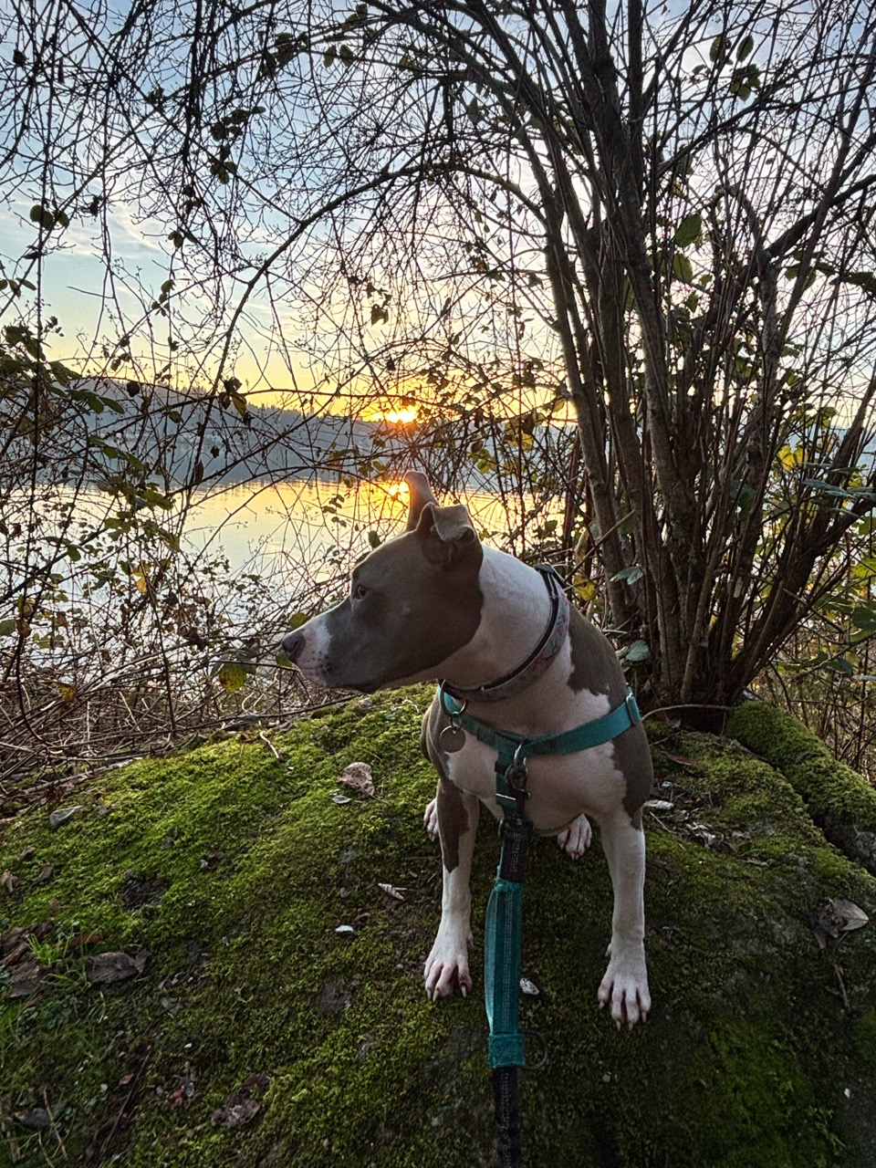 Image of Rocky Point Off-Leash Dog Park park in Port Moody, British Columbia, Canada Image of Rocky Point Off-Leash Dog Park park in port-moody, british-columbia, canada