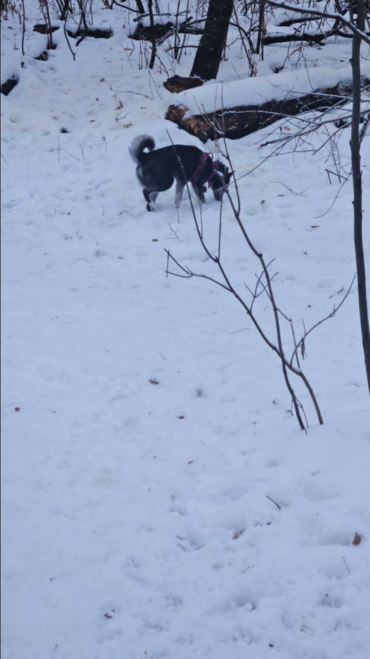 Image of Jackie Parker Off-Leash Dog Park park in Edmonton, Alberta, Canada Image of Jackie Parker Off-Leash Dog Park park in edmonton, alberta, canada