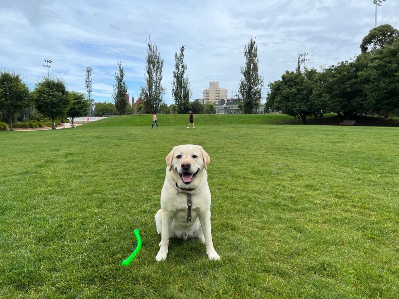 Image of Victory Square Off-Leash Dog Park park in Melbourne, Melbourne, Australia Image of Victory Square Off-Leash Dog Park park in melbourne, melbourne, australia