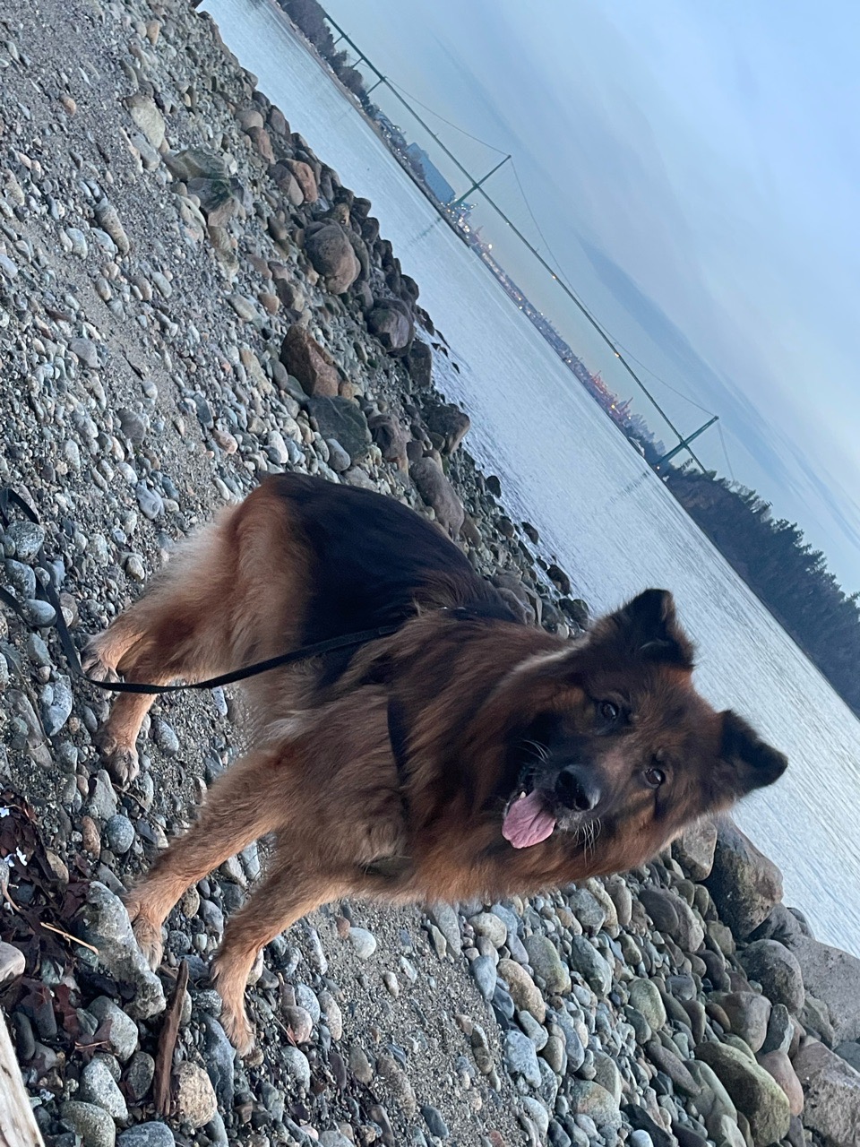 Image of Ambleside Off-leash Dog Park/Beach park in Capilano 5, British Columbia, Canada Image of Ambleside Off-leash Dog Park/Beach park in capilano-5, british-columbia, canada