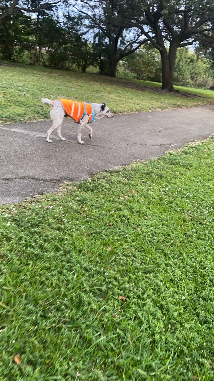 Image of Amelia Earhart Dog Park park in Hialeah, Florida, United States Image of Amelia Earhart Dog Park park in hialeah, florida, united-states