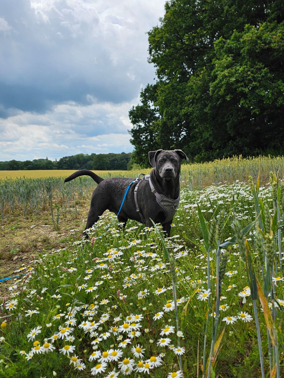 Image of Bletchingley Fields park in Bletchingley, Surrey, United Kingdom Image of Bletchingley Fields park in bletchingley, surrey, united-kingdom