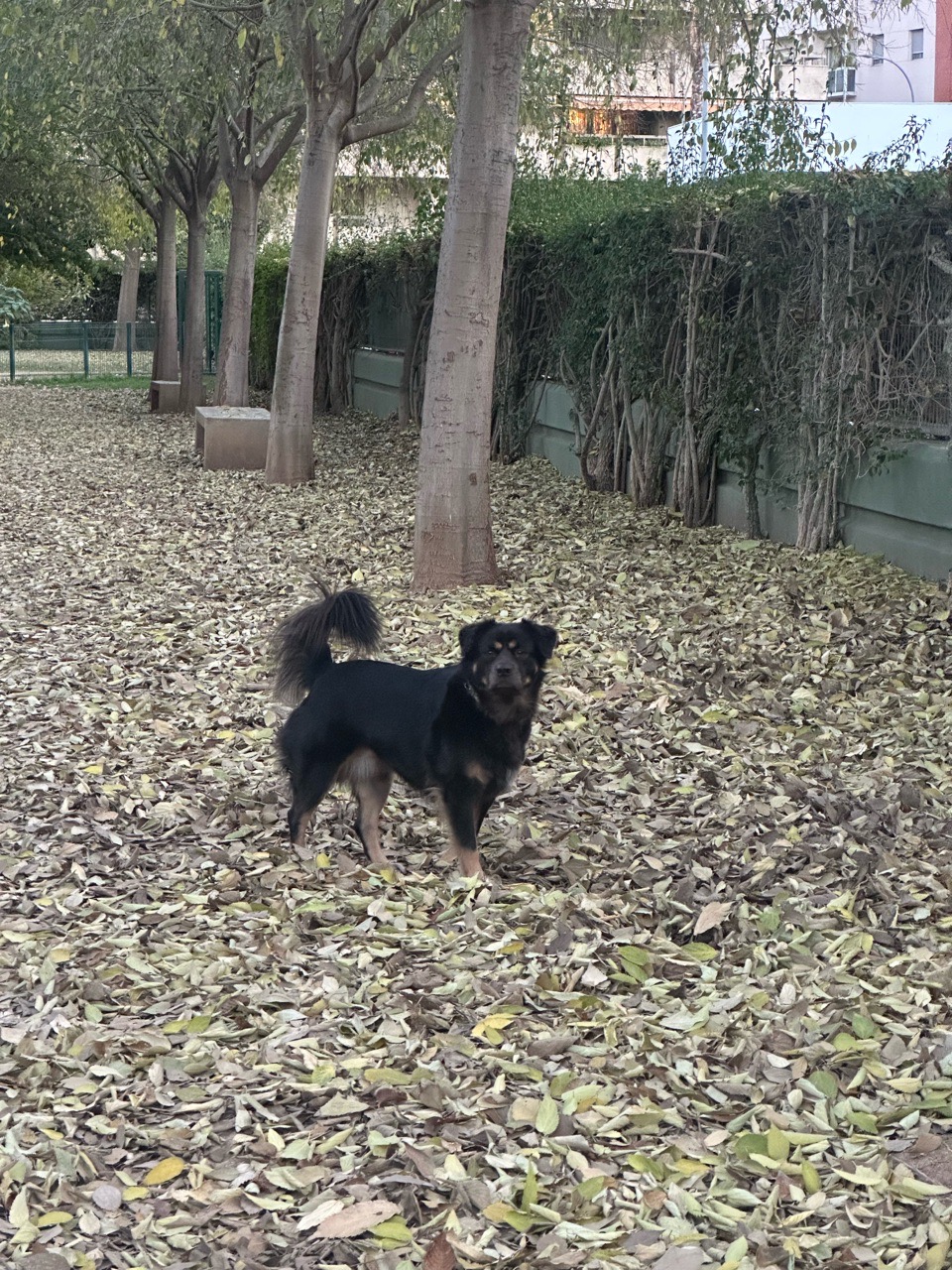 Pipican Maestro Solano Dog Park in Seville | Reviews and Ameni...