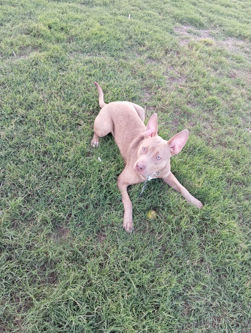 Pipican Maestro Solano Dog Park in Seville | Reviews and Ameni...