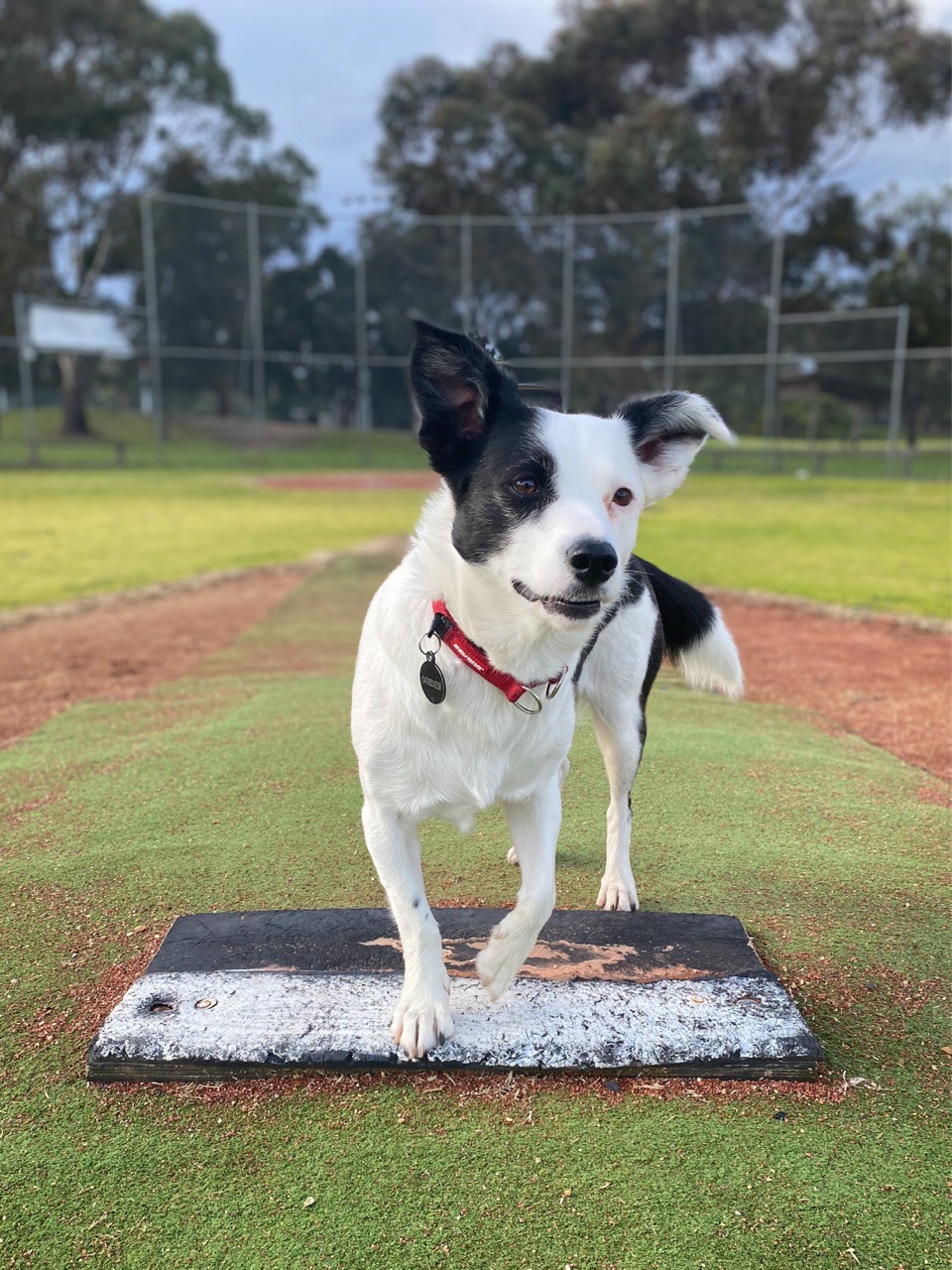 Image of Kingston Heath Reserve Dog Off Leash Area park in Cheltenham, Cheltenham, Australia Image of Kingston Heath Reserve Dog Off Leash Area park in cheltenham, cheltenham, australia