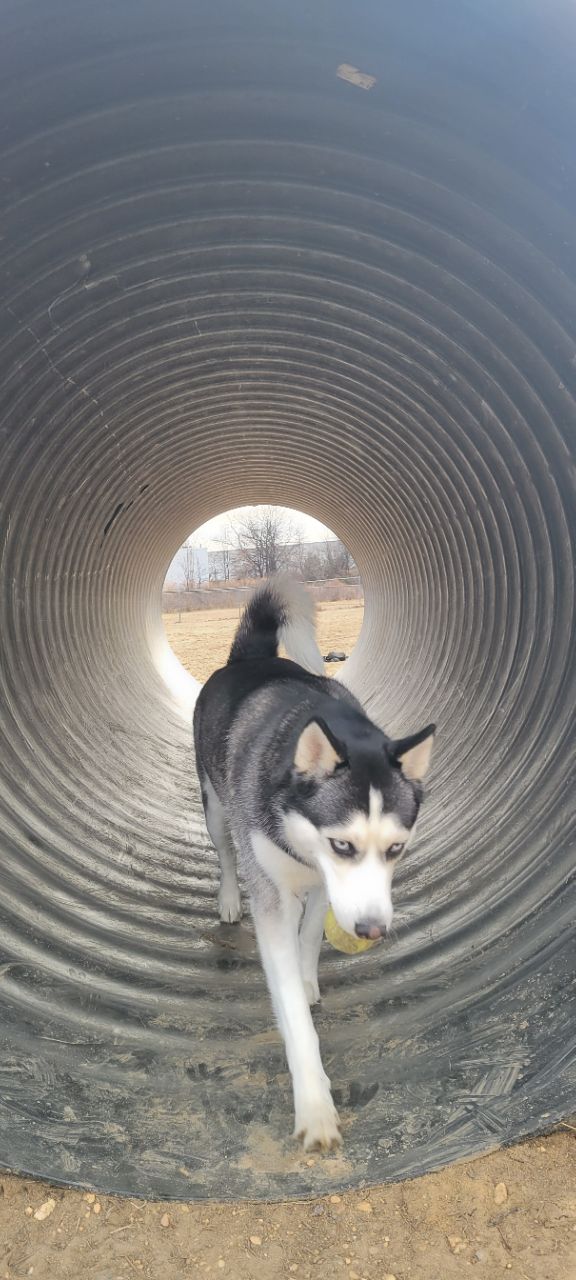 Image of Edison-Metuchen Community Dog Park park in Edison, New Jersey, United States Image of Edison-Metuchen Community Dog Park park in edison, new-jersey, united-states