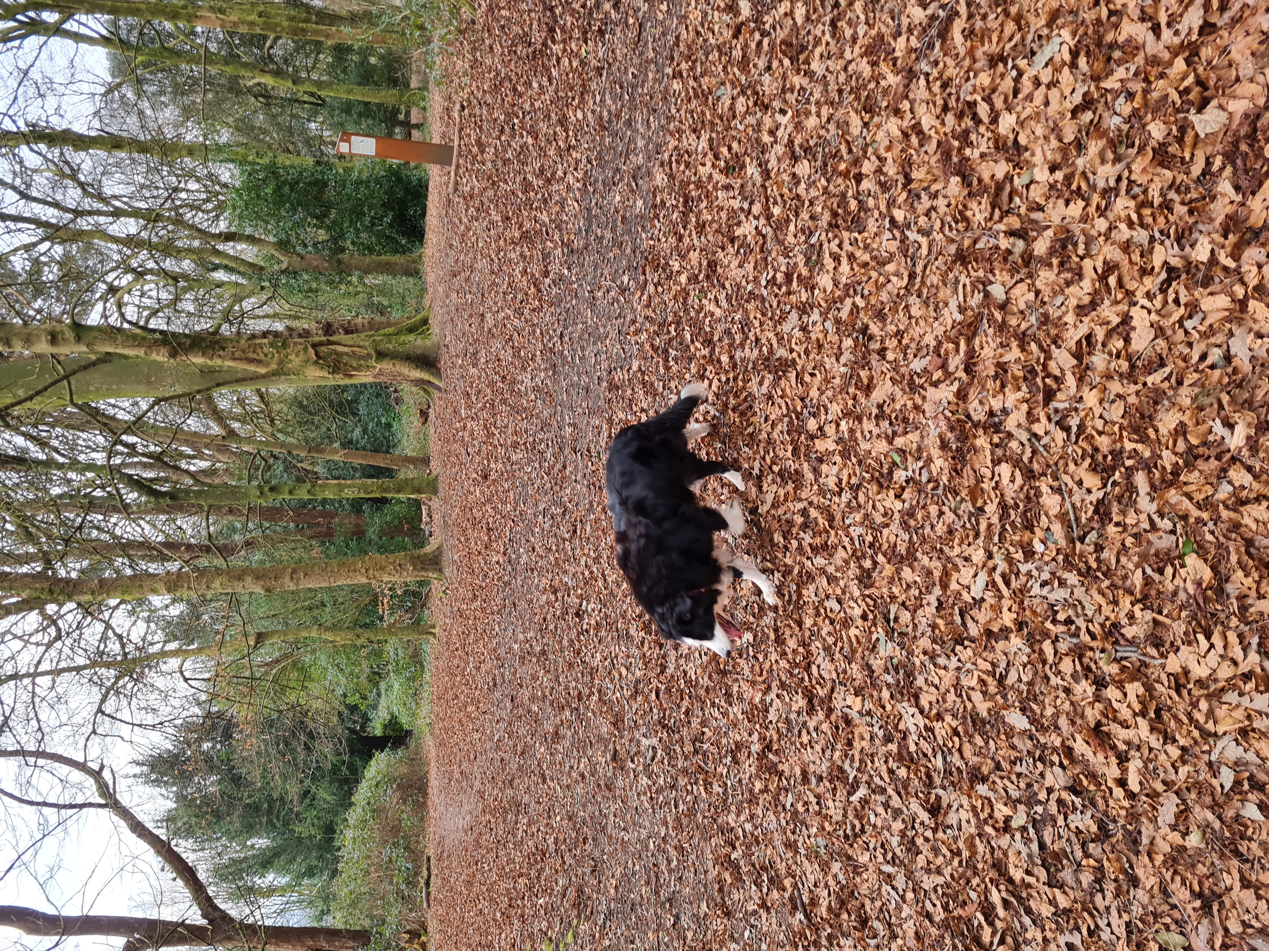 Image of Ynysforgan Woods park in Swansea, Wales, United Kingdom Image of Ynysforgan Woods park in swansea, wales, united-kingdom