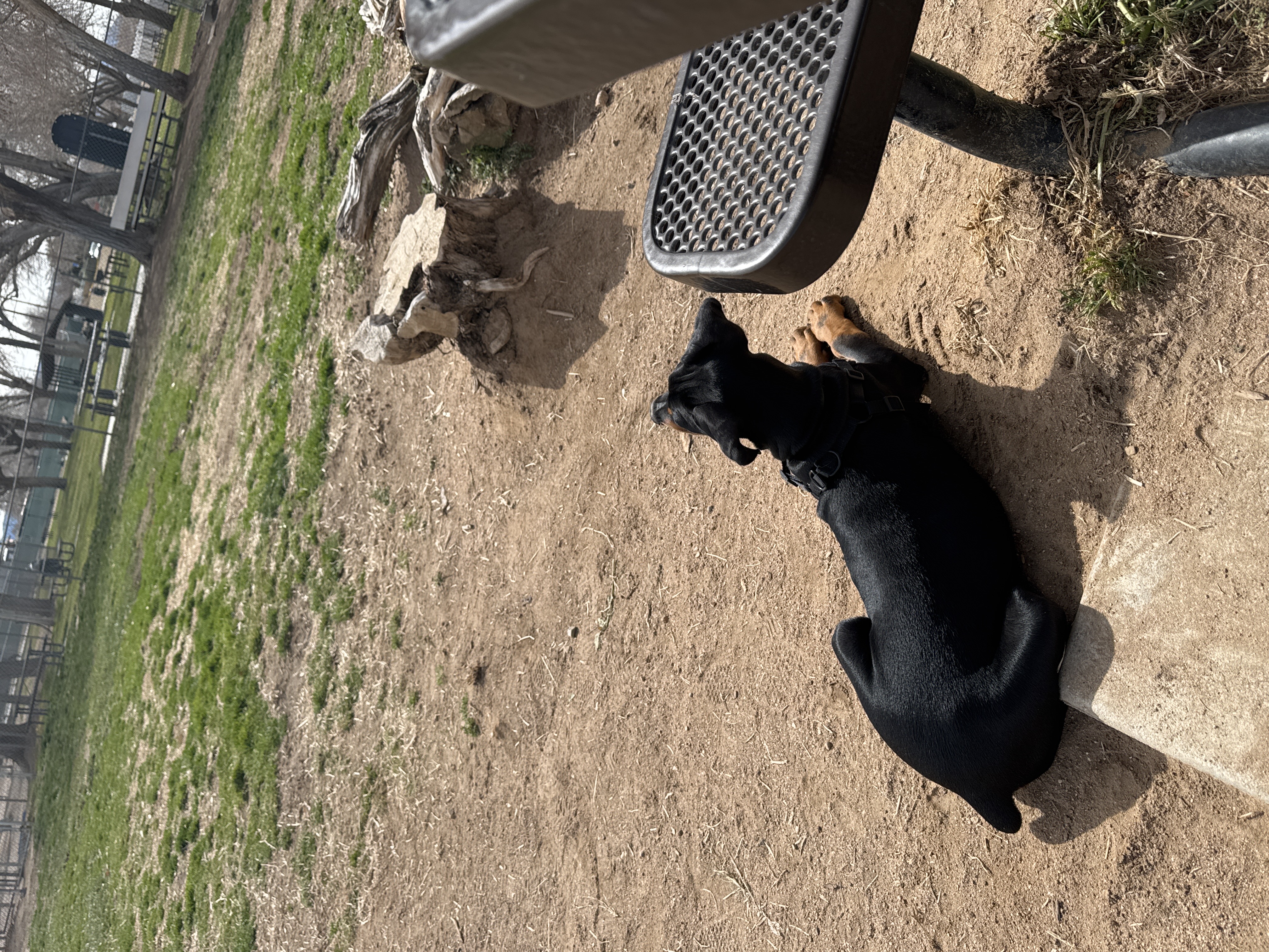 Image of Lime Street Dog Park park in Hesperia, California, United States Image of Lime Street Dog Park park in hesperia, california, united-states